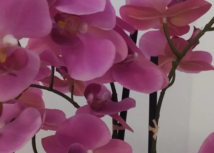 Friesenhuus Deluxe * Jever